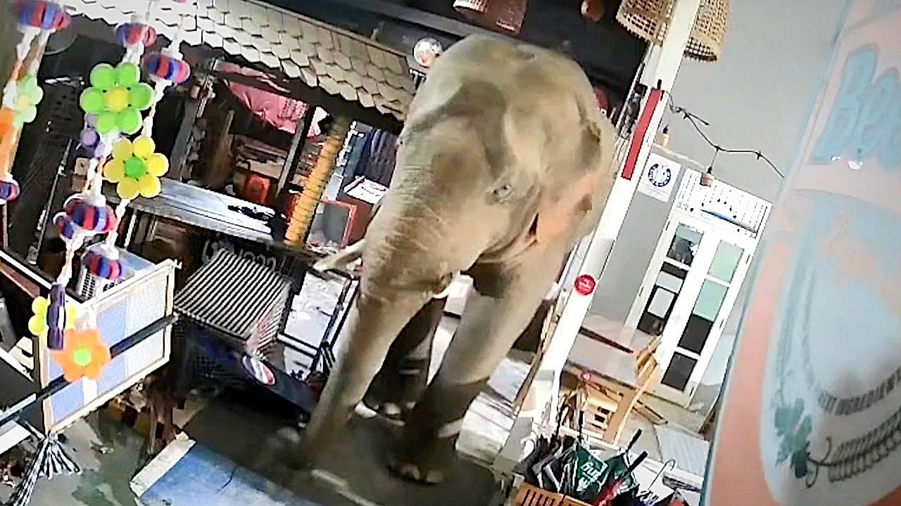 Video: Table for one! Wild elephant raids Michelin-recognized restaurant in Thailand – the third time in four months