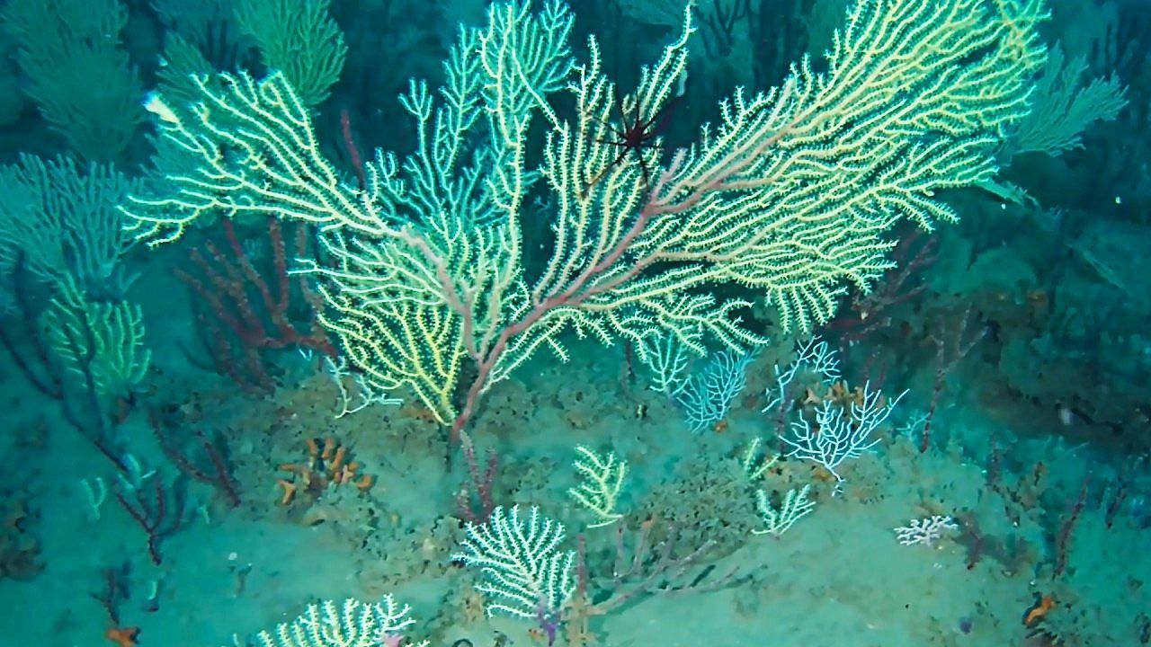 Video: Scientists discover living coral reef off coast of Benin that was long assumed to be dead
