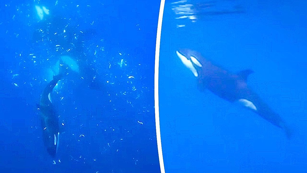 Video: Außergewöhnliche Fresstechnik: Orcas lassen toten Mondfisch zerplatzen