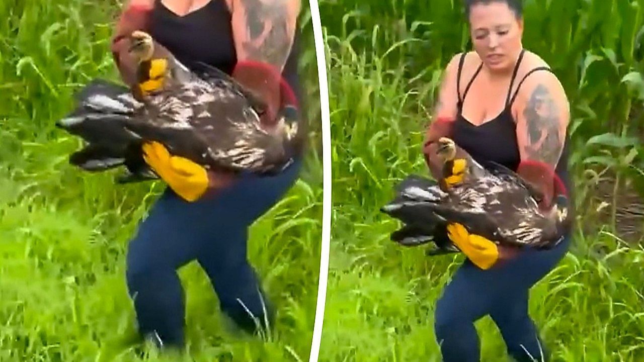 Video: Verletzt am Straßenrand: Polizei und Expertin retten Weißkopfseeadler in Ohio