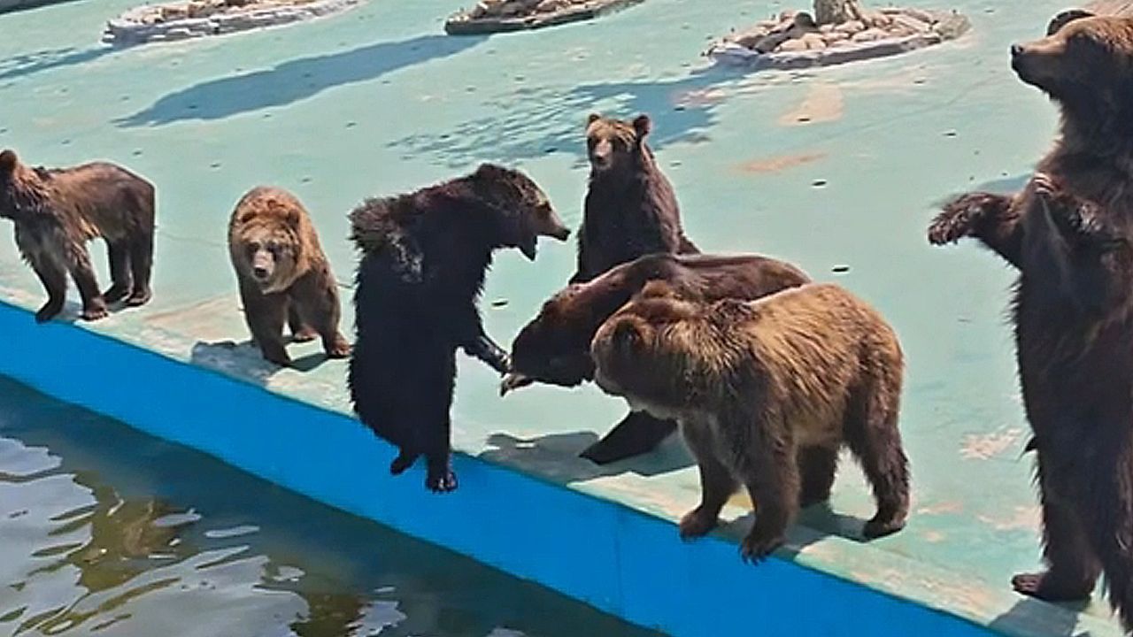 Video: Frecher Schubser: Bär stößt Artgenossen von hinten ins Wasser