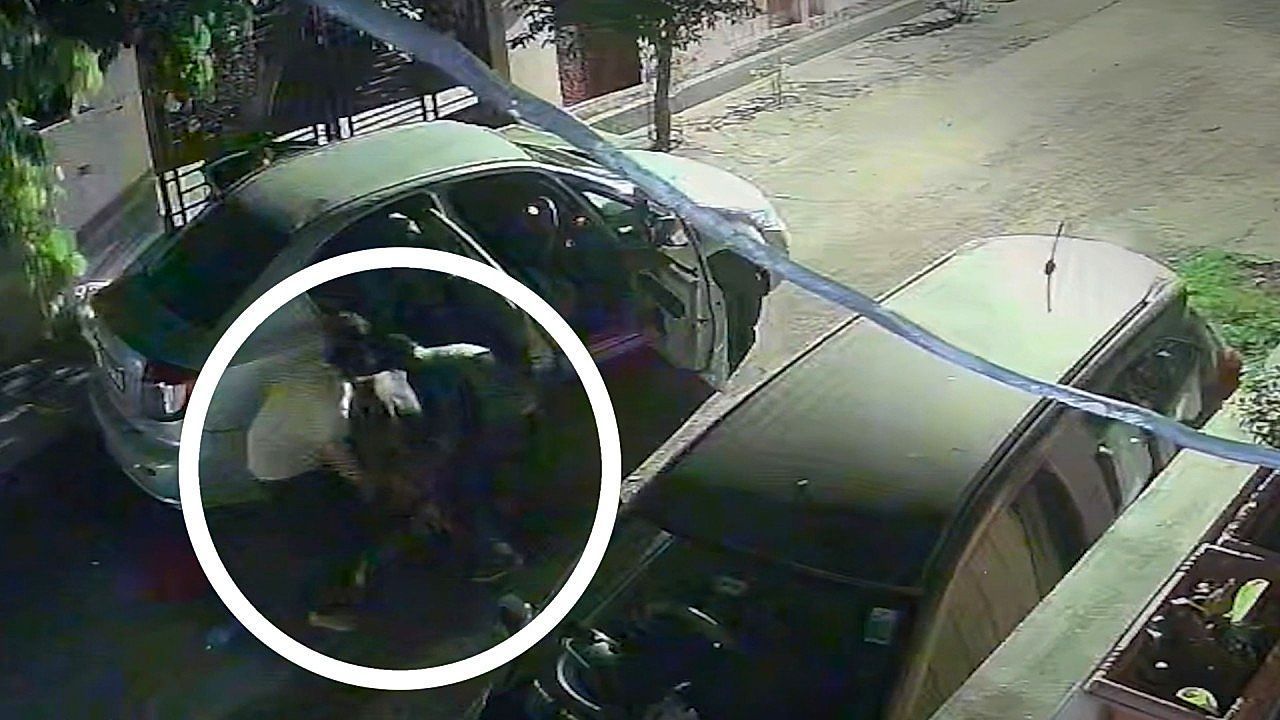 Video: Kuh-Kidnapping: Männer zwängen Wiederkäuer in Indien in Auto