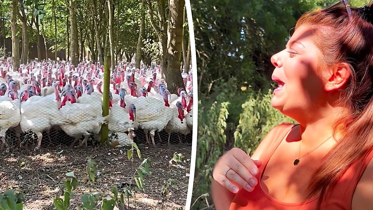 Video: Richtige Sprache gefunden: Frau „redet“ mit Truthühnern