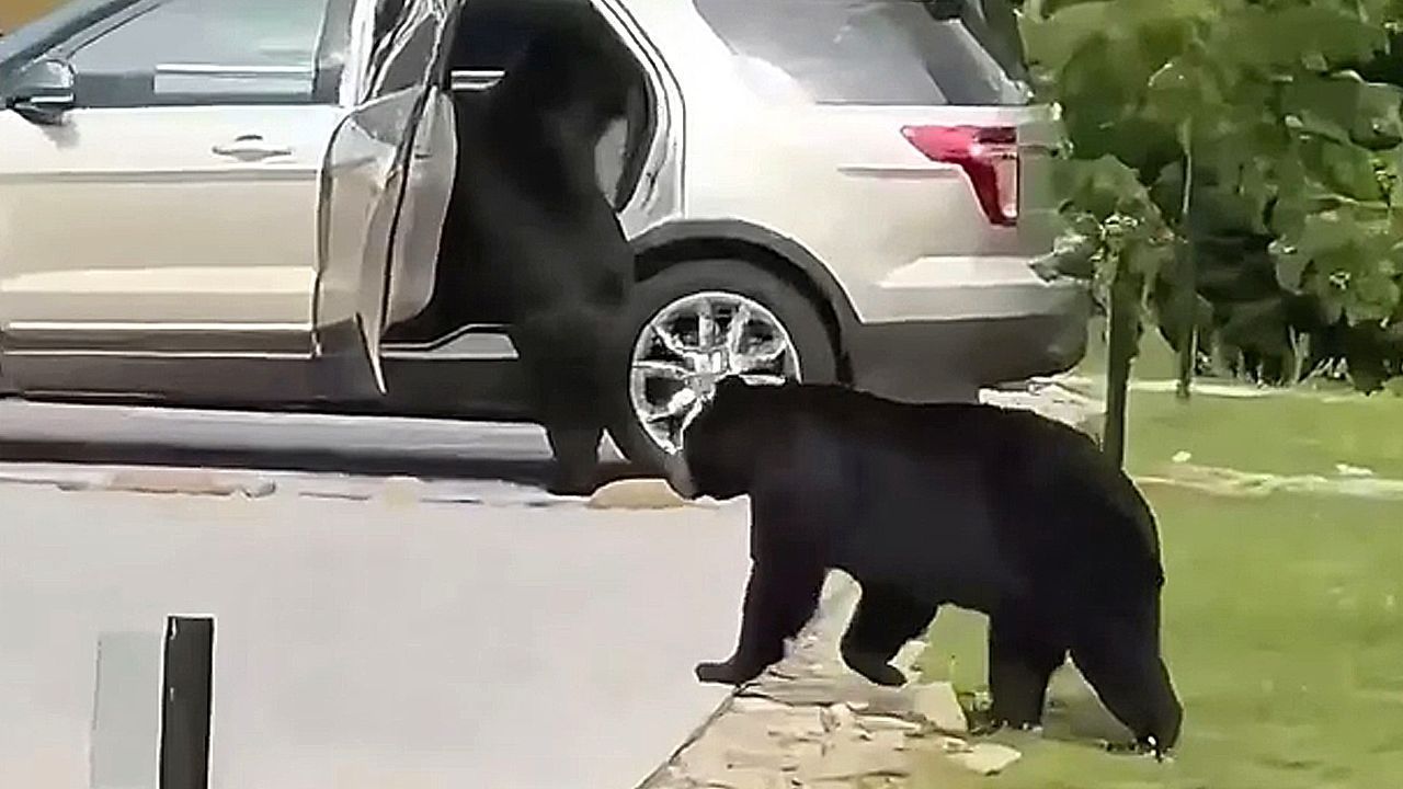 Video: Raubtiere in Wohngebiet: Schwarzbär plündert unverschlossenes Auto in Tennessee