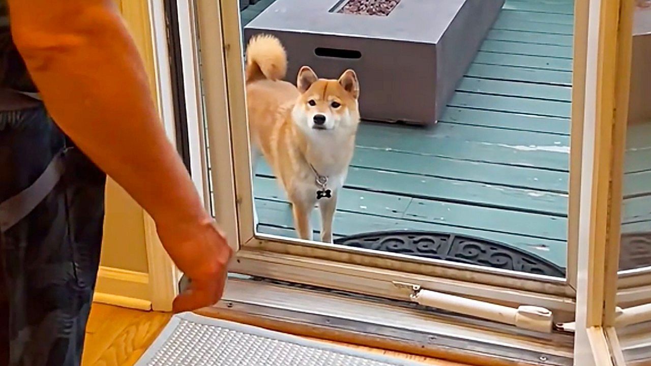 Video: Tür ohne Glas verwirrt Hund – Shiba Inu traut sich nicht durch