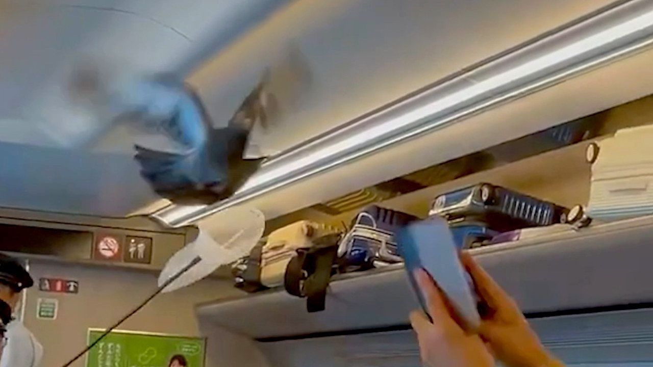 Video: Ausgebremster Bullet Train: Taube legt Japans Shinkansen lahm