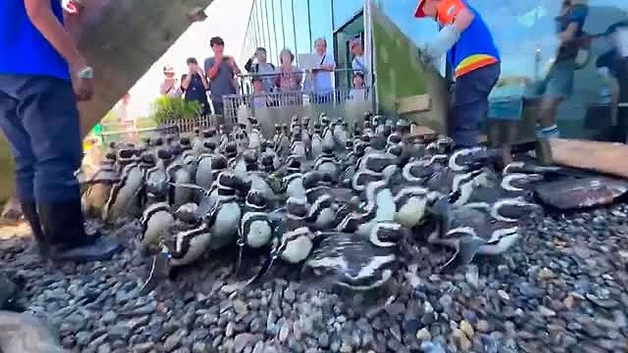 Video: 100 eager and adorable penguins race to pool at Japanese aquarium