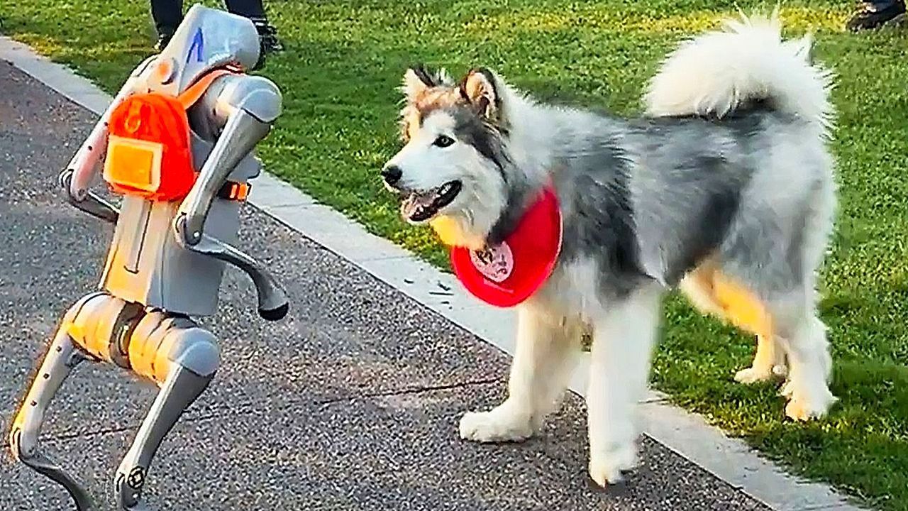 Video: Kein Zurückweichen: Mutiger Husky legt sich mit Roboterhund an