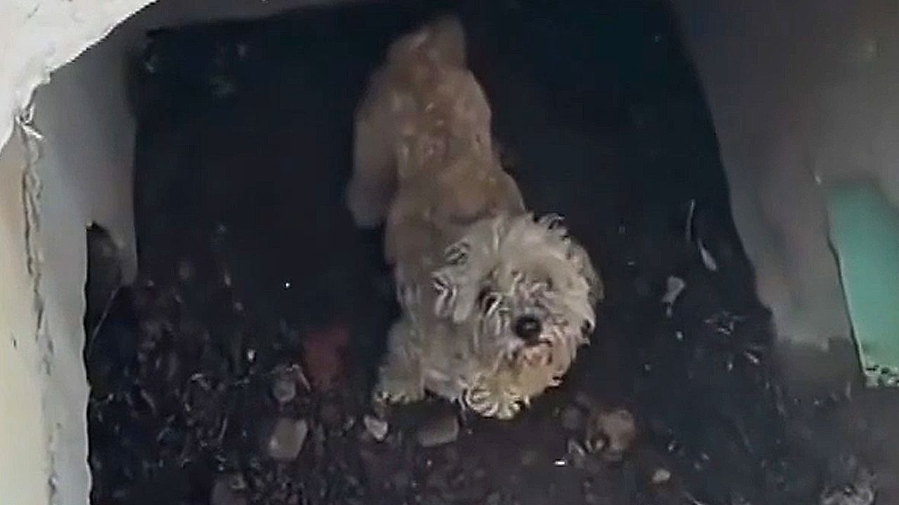 Video: Dog missing for over 20 days rescued from storm drain in California