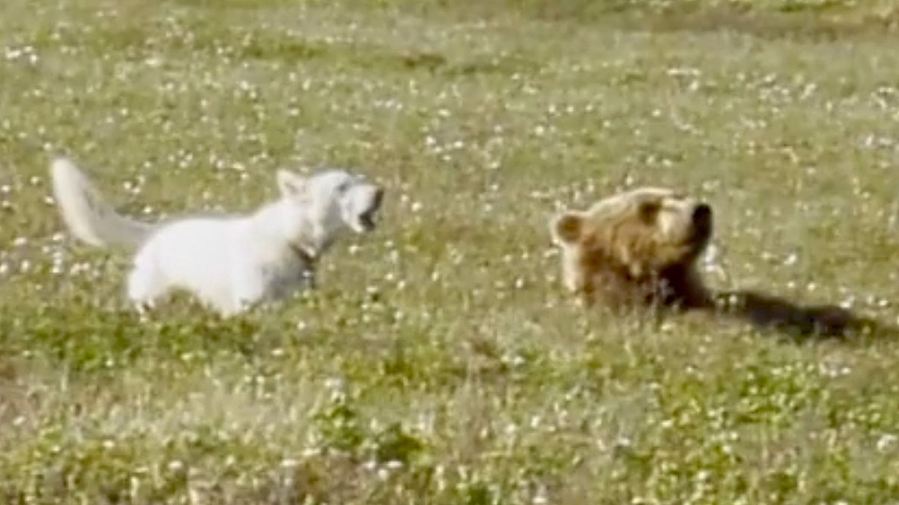 Video: Fearless camp dog plays with wild brown bear in Alaska