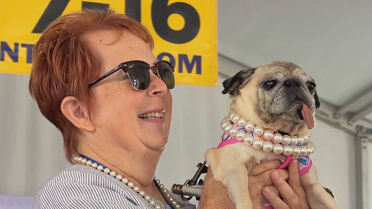 Video: Zuckersüß hässlich: Mops Jennie Leu gewinnt „World's Ugliest Dog“ in Kalifornien