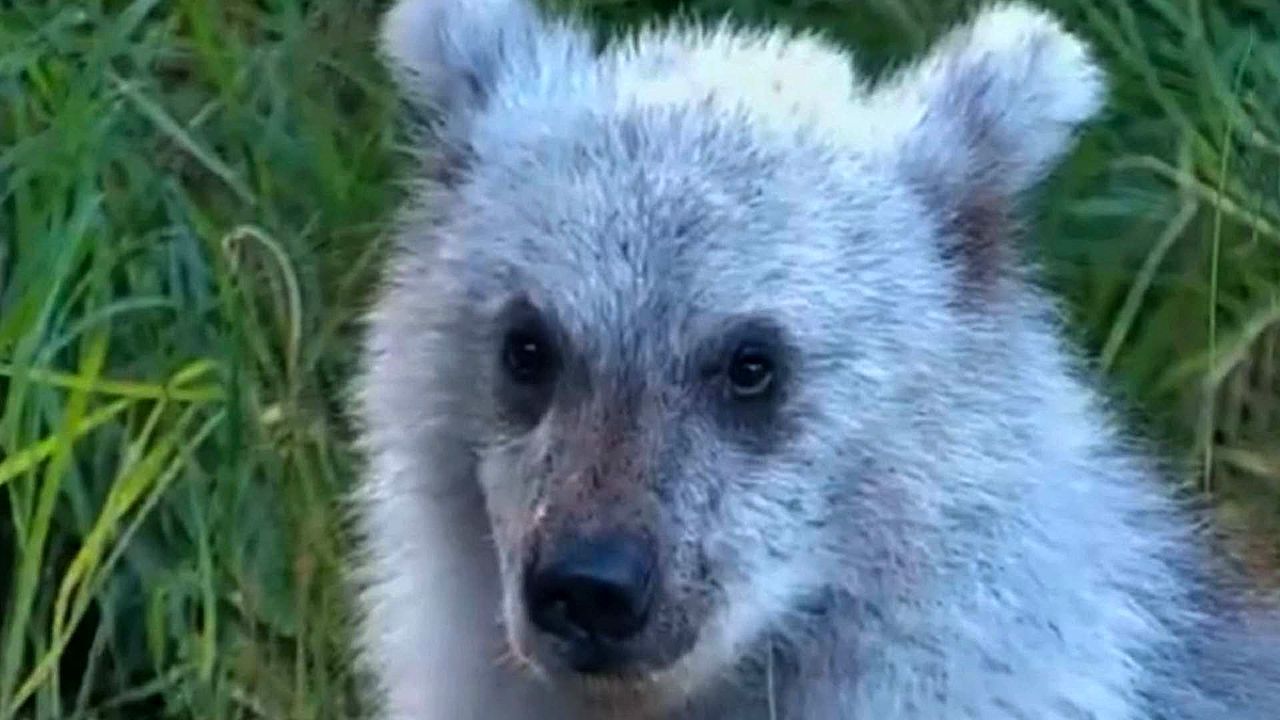 Video: Rare silver bear cub spotted in Alaska sparks pizzly hybrid speculation