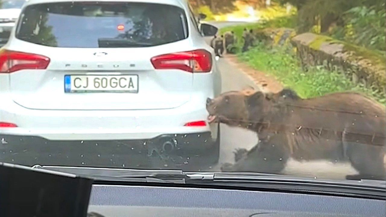 Video: Biss in die Stoßstange: Bär in Rumänien reißt Autoteil von Wagen