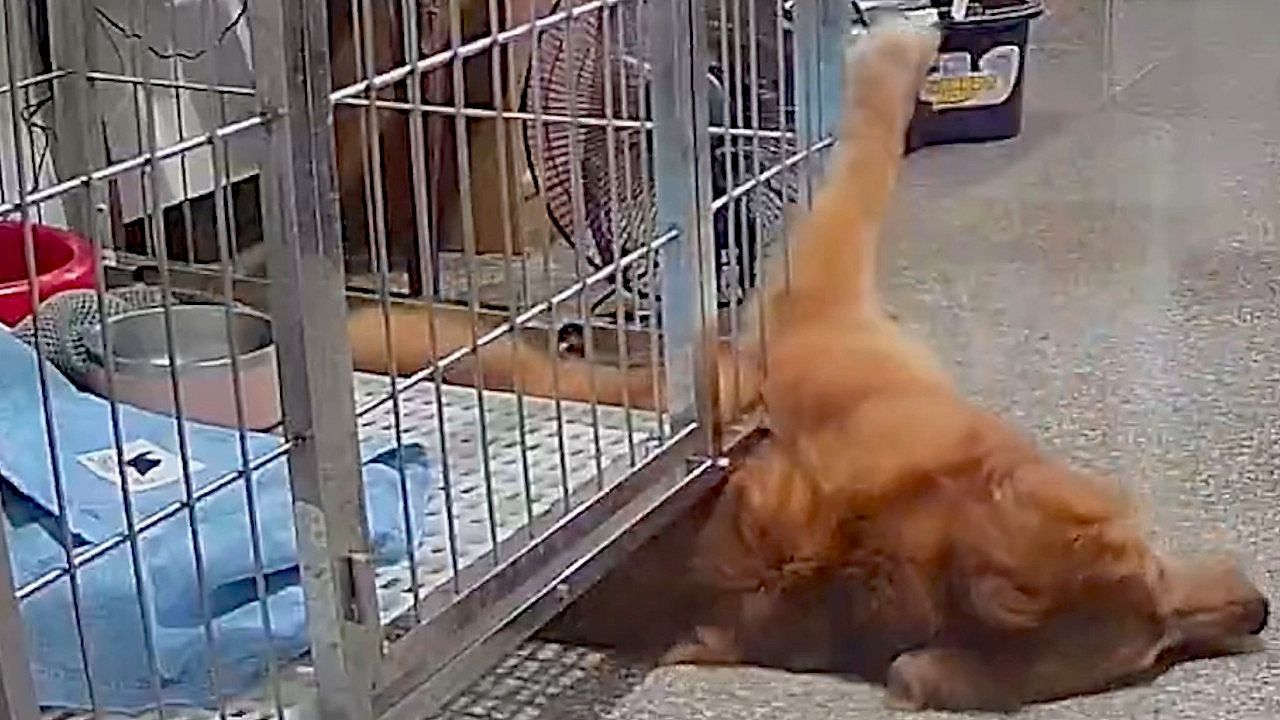 Video: Houdini-Hündin: Golden Retriever findet eigenen Ausweg aus Käfig