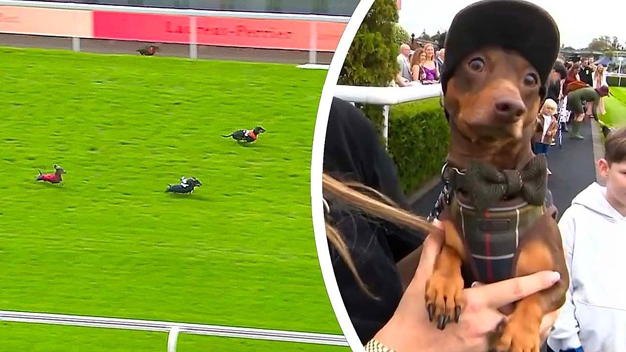 Video: Sausage dogs sprint for glory at Chester Racecourse's Dachshund Derby