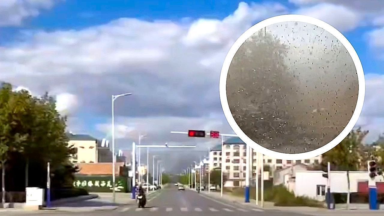 Video: Massive insect swarm turns day to dusk in China