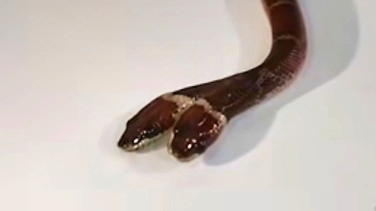 Video: Two-headed snake discovered at India in a first for the state