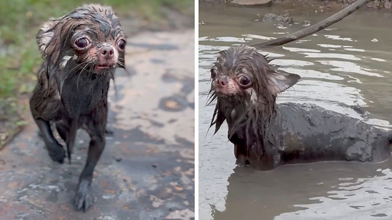 Video: Schlammschlacht auf vier Pfoten: Drei Chihuahuas suhlen sich in Pfütze
