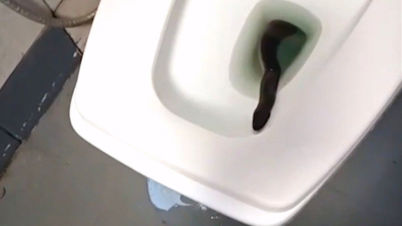 Video: Schock beim Klogang: Schlange lauert Thailänderin in der Toilette auf