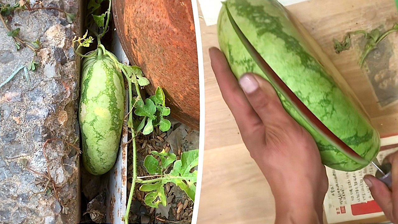 Video: Watermelon grows pancake-flat and reveals a surprising shape inside