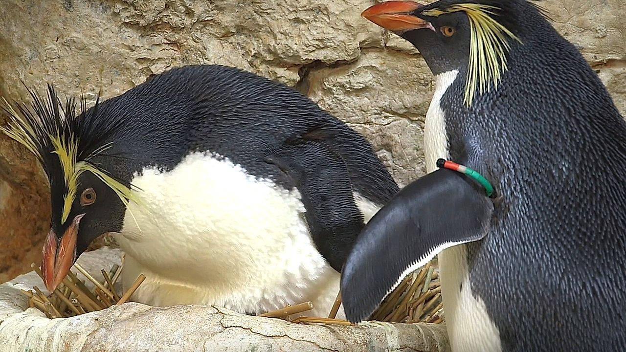 Video: Langfinger im Nest: Männliche Felsenpinguine klauen bei den Nachbarn