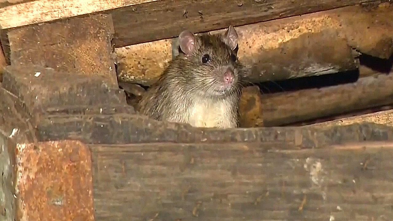 Los Angeles holds dubious honor of being America's 'rattiest' city