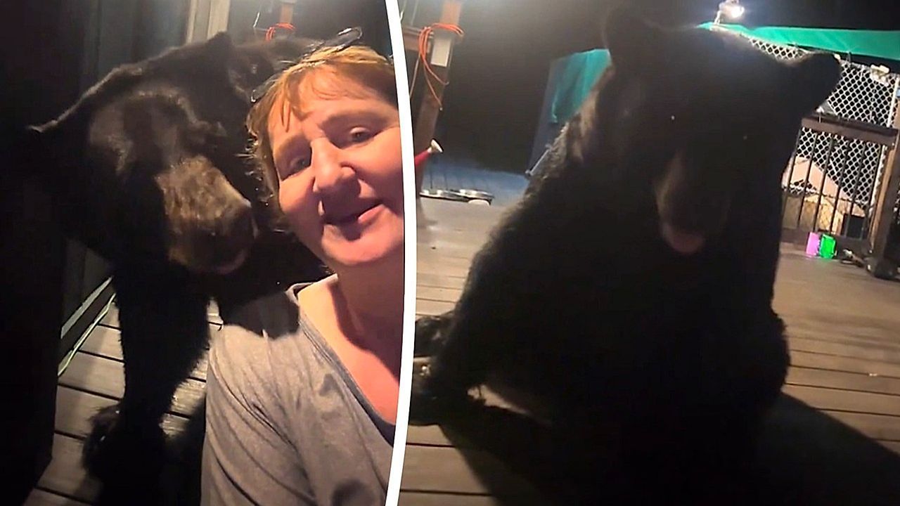 Video: Tierisch entspannt: Schwarzbär setzt sich seelenruhig hinter filmende Frau auf Veranda