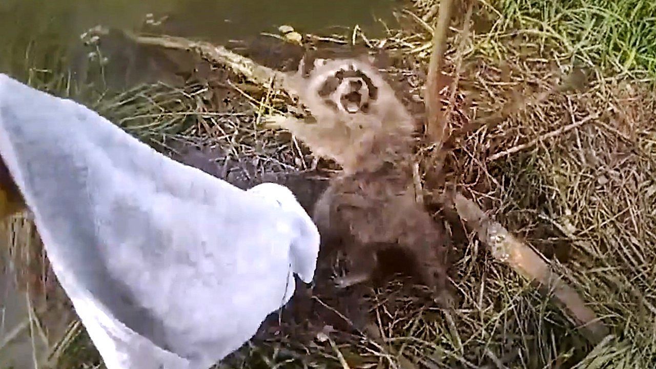 Furious raccoon protests rescue from tangle of wire