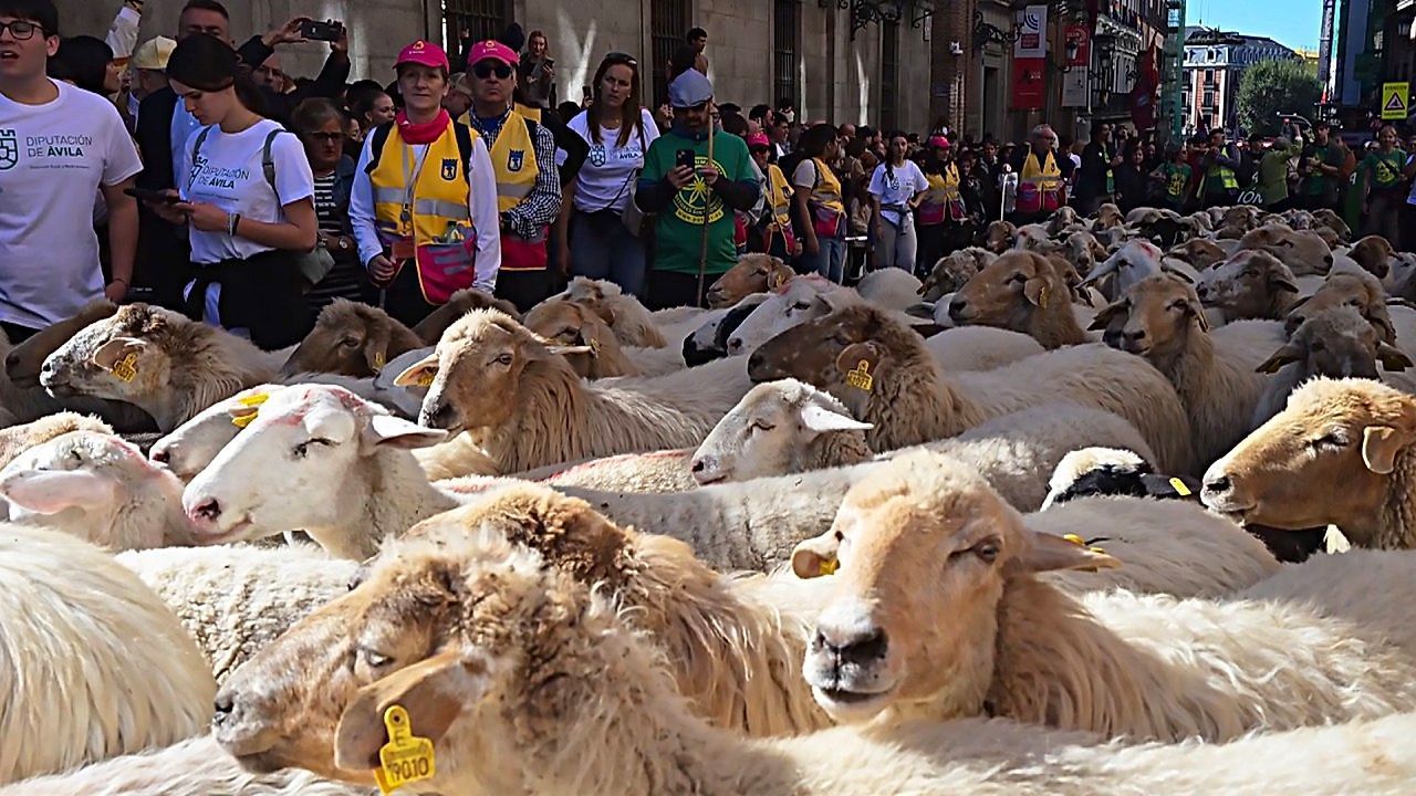 Over 1,000 sheep take over central Madrid in annual livestock parade