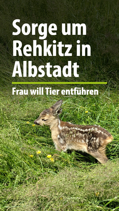 Video: Rehkitz in Albstadt