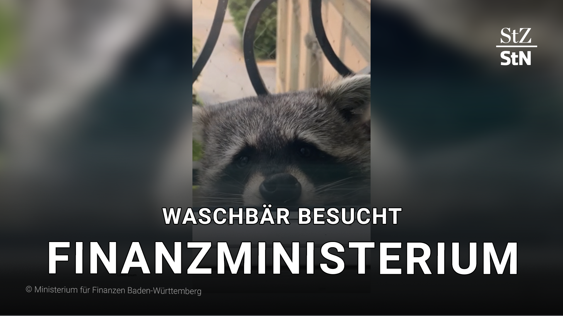 Video: Waschbär besucht Finanzministerium
