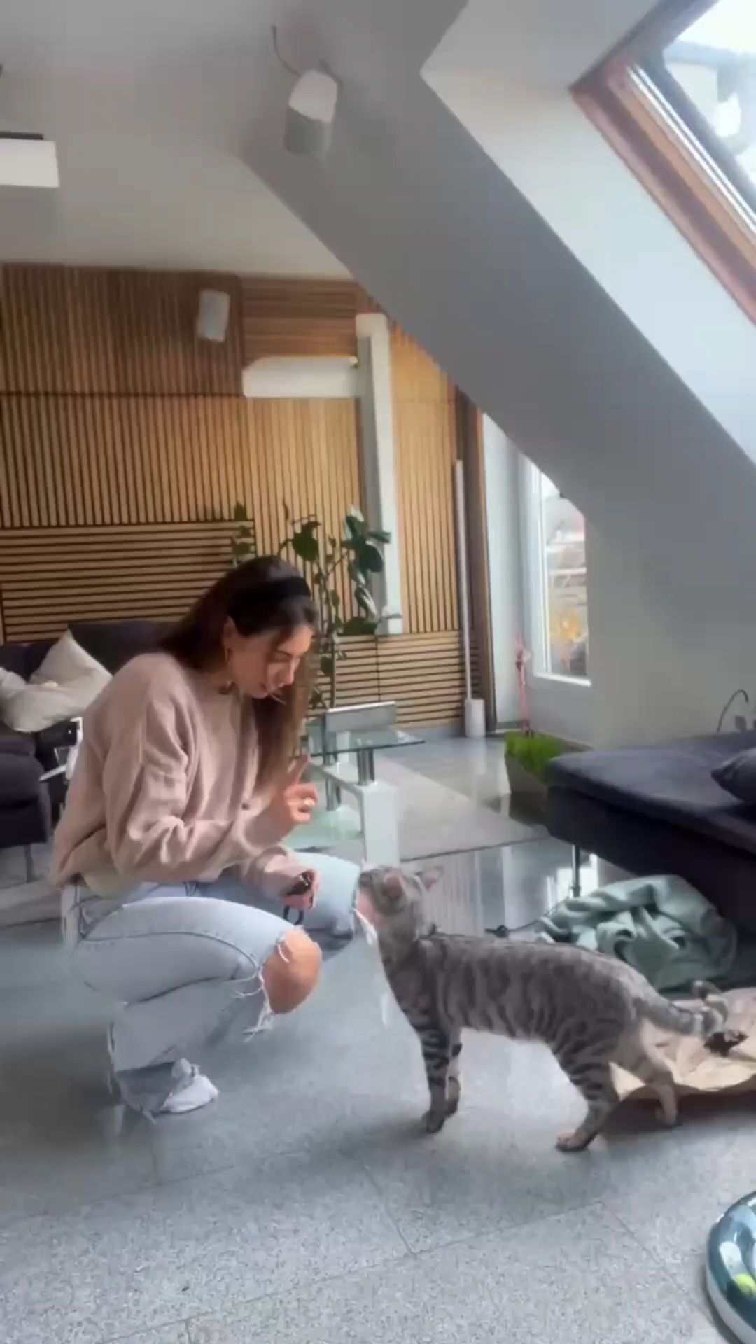 Instagram-Star on Four Paws