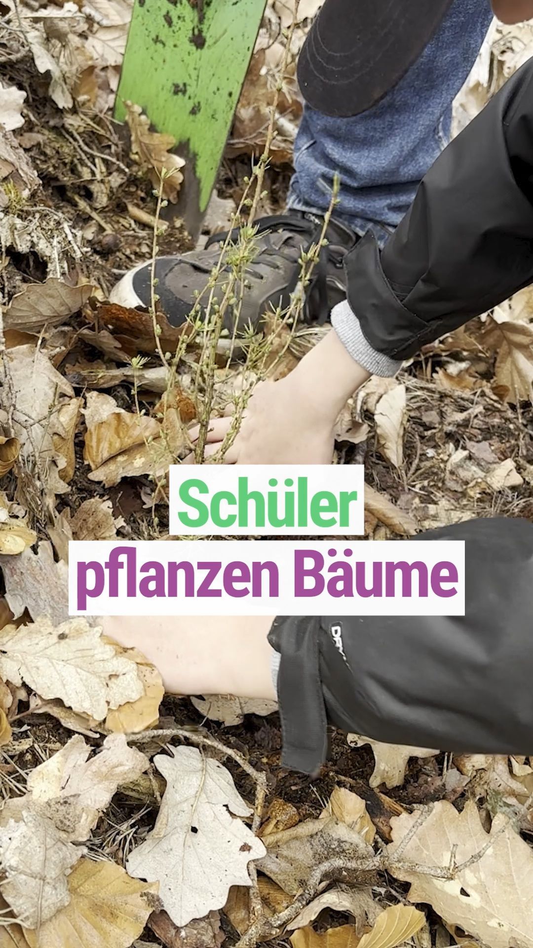 Video: Bad Freienwalde: Schüler pflanzen 2000 Bäume für den Stadtwald