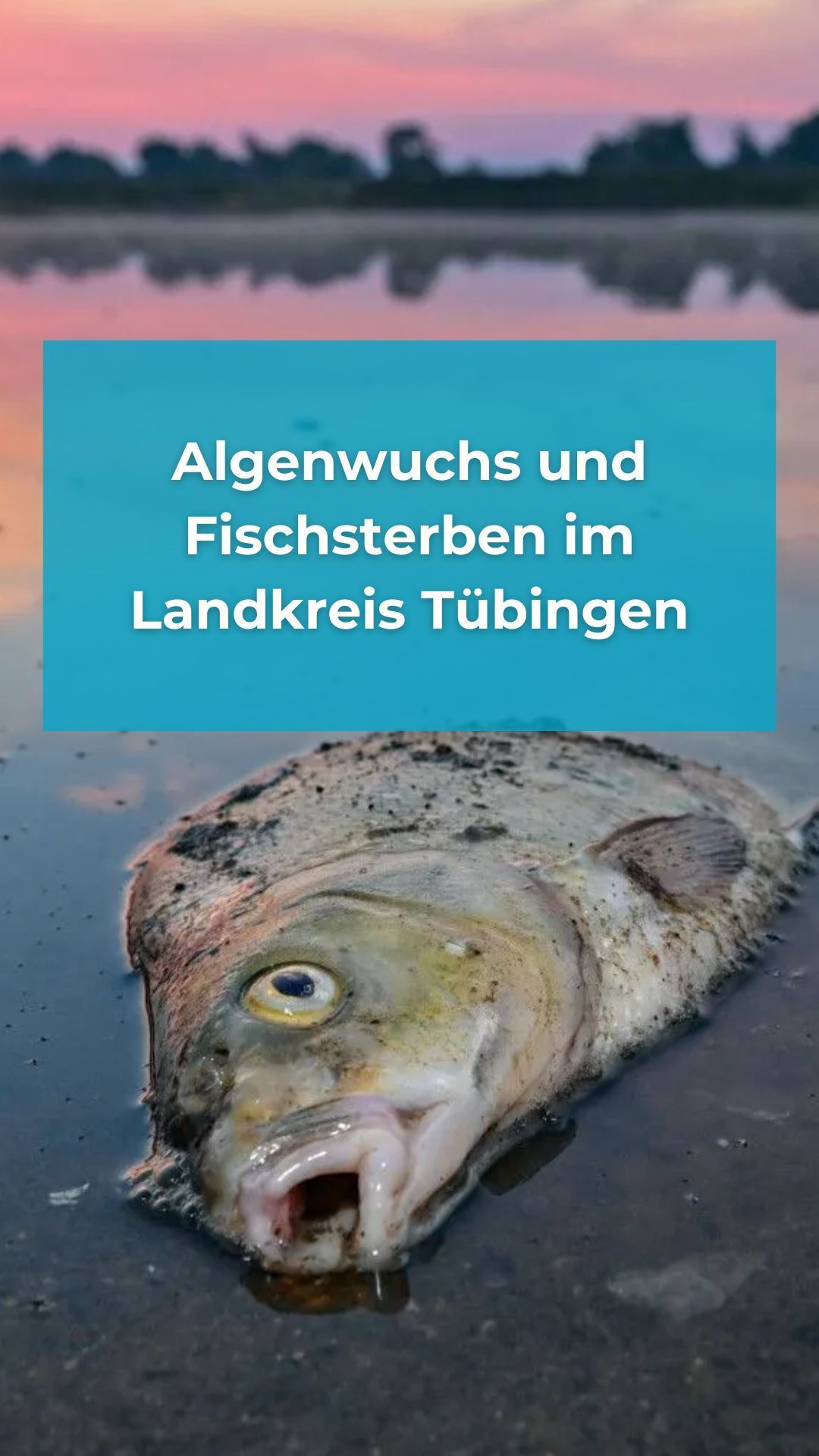 Video: Algenwuchs und Fischsterben im Landkreis Tübingen