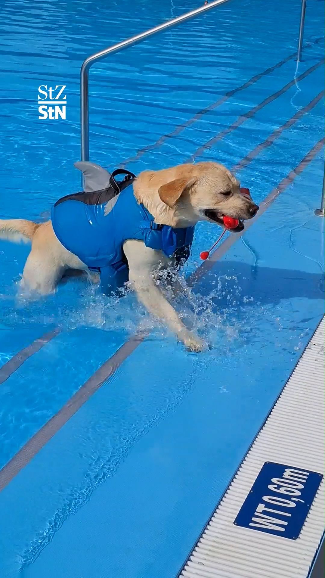 Video: Tierisches Planschvergnügen: Das Hundebaden 2026 in Wernau
