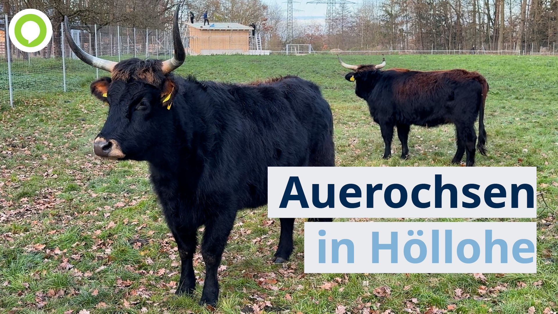 Video: Neue Auerochsen-Damen im Wildpark Höllohe