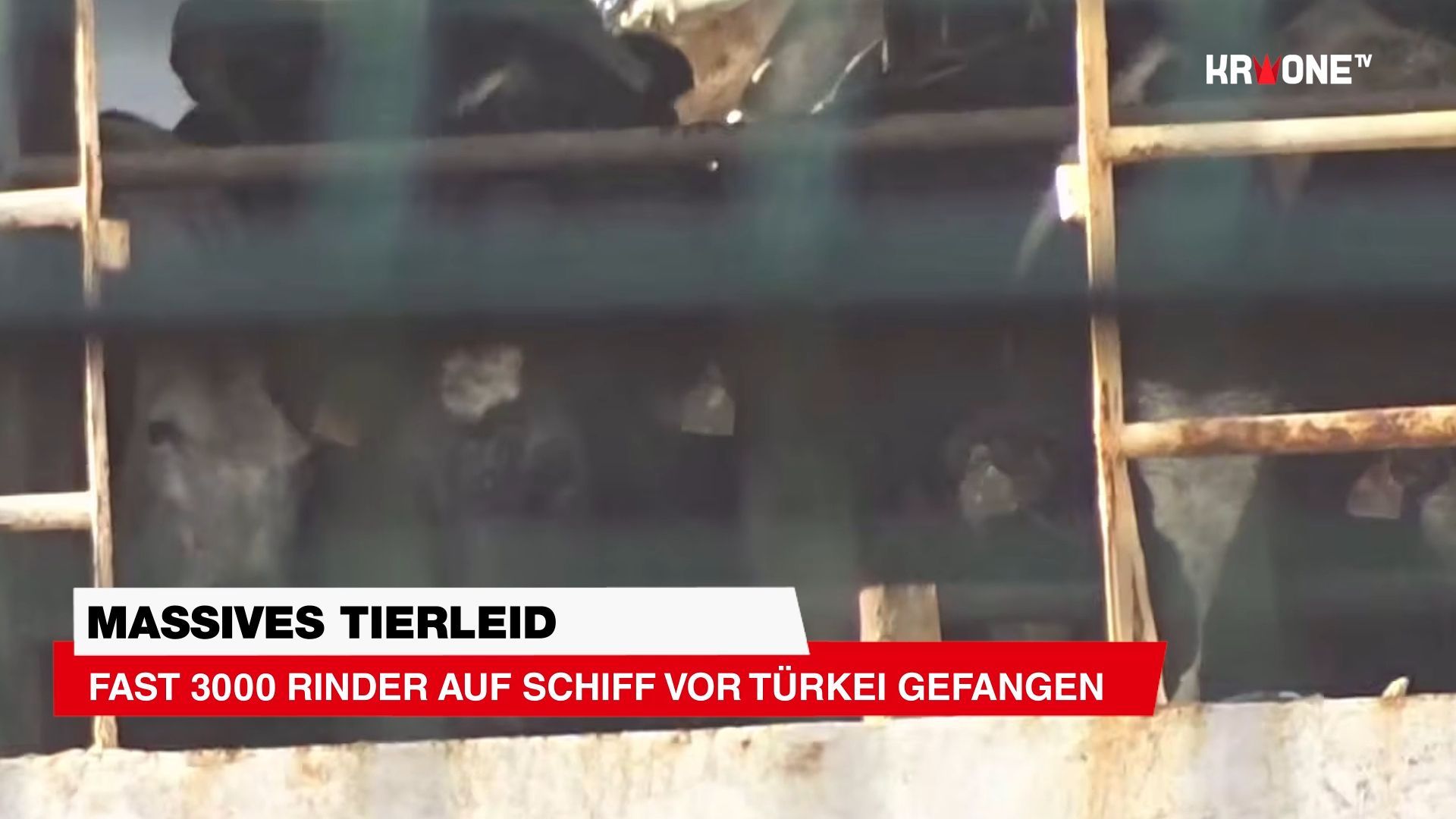 Video: 90 Kälber unauffindbar: Fast 3000 Rinder auf Schiff vor Türkei gefangen