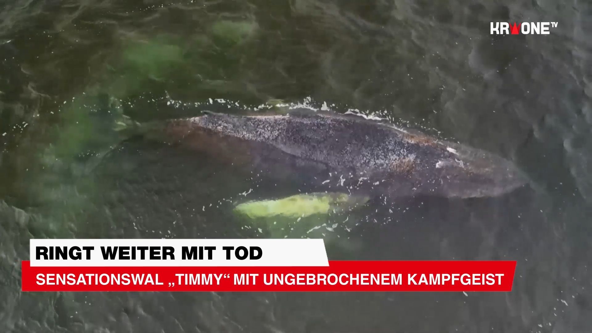 Video: Ringt weiter mit Tod ++ Sensationswal „Timmy“ mit ungebrochenem Kampfgeist