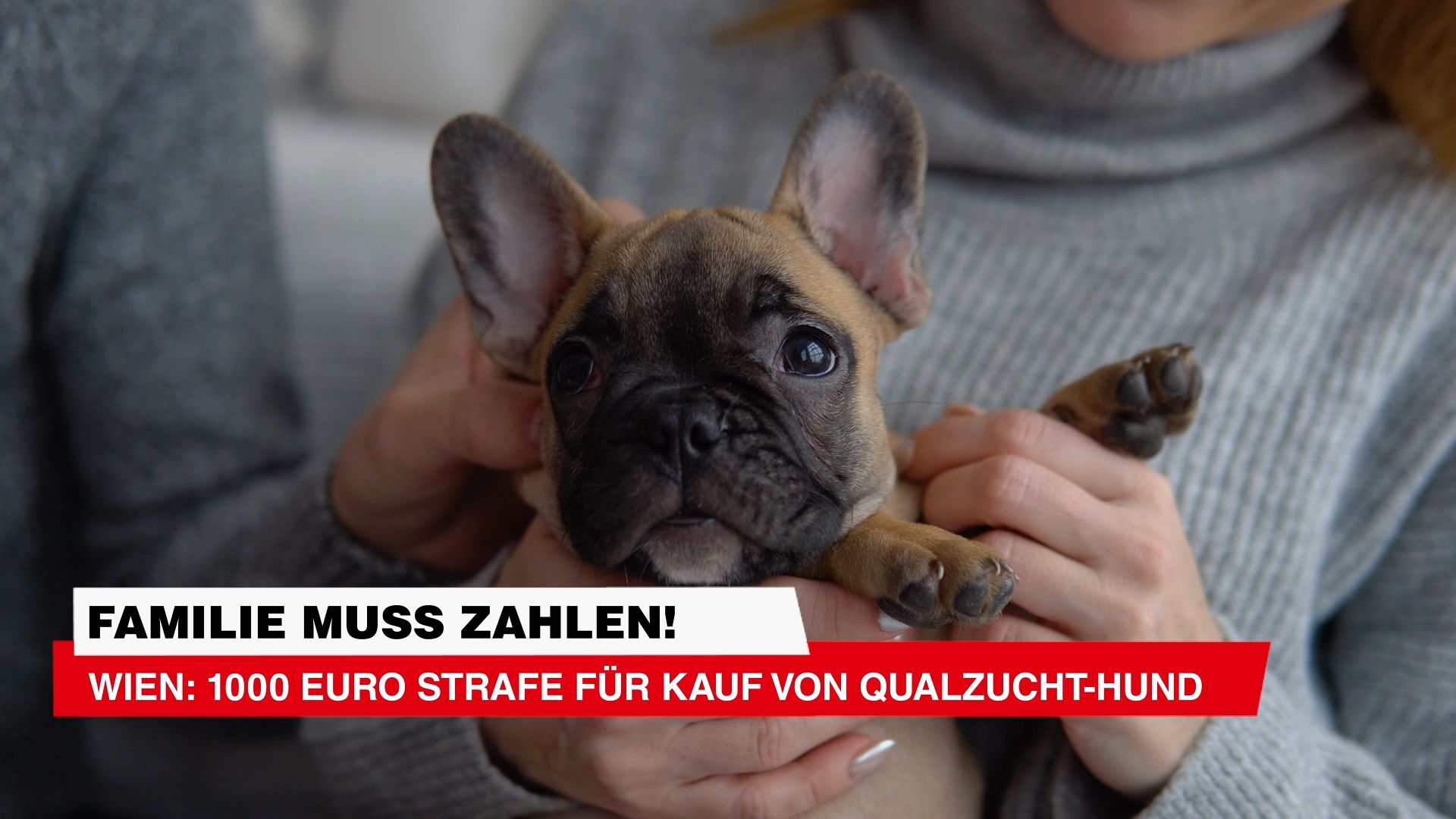 Video: 1000 Euro Strafe für Kauf von Qualzucht-Hund