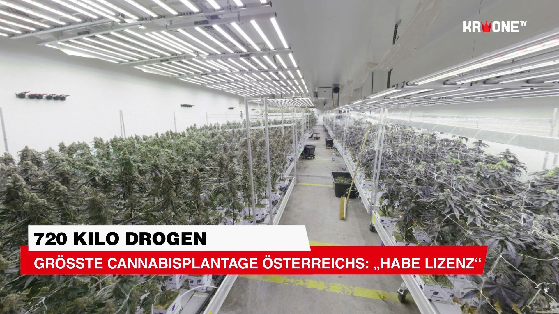 Video: 720 Kilo Drogen: Größte Cannabisplantage Österreichs: „Habe Lizenz“