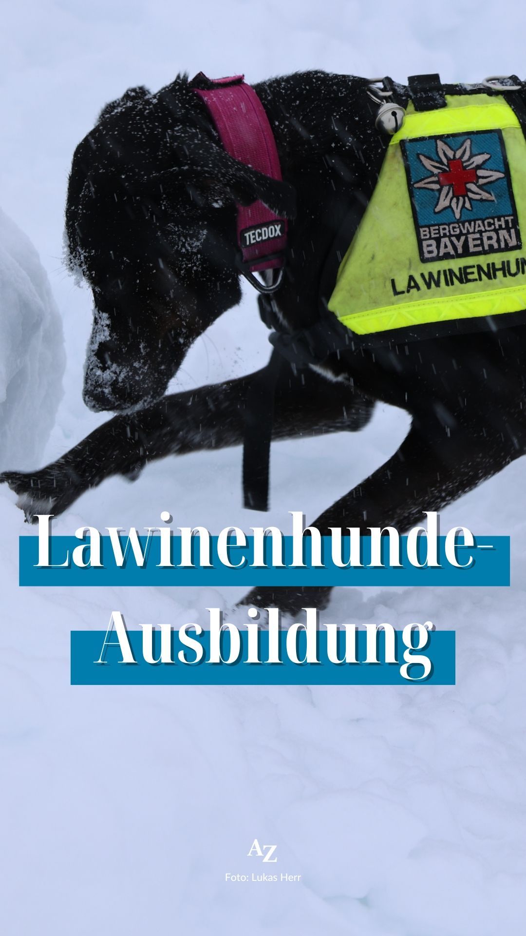 Video: Vergraben im Schnee – so trainieren bei der Bergwacht Mensch und Hund für den Lawineneinsatz Menschen werden in Schneelöchern vergraben, um möglichst realistische Bedingungen für die Rettungshunde zu schaffen. Auch unser Autor war unter der „Lawine“.