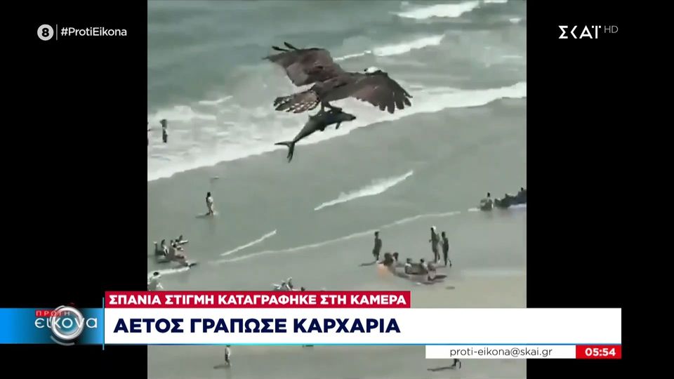 Τελικά ο αετός δεν κρατούσε καρχαρία, αλλά σκουμπρί (vid)