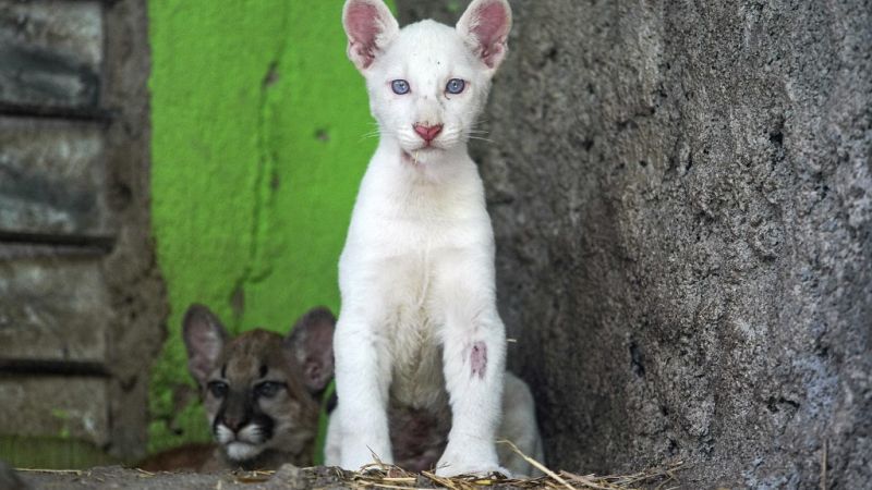 Fast zu rar, um wahr zu sein: Albino-Puma Itzae rührt Zoo-Besucher