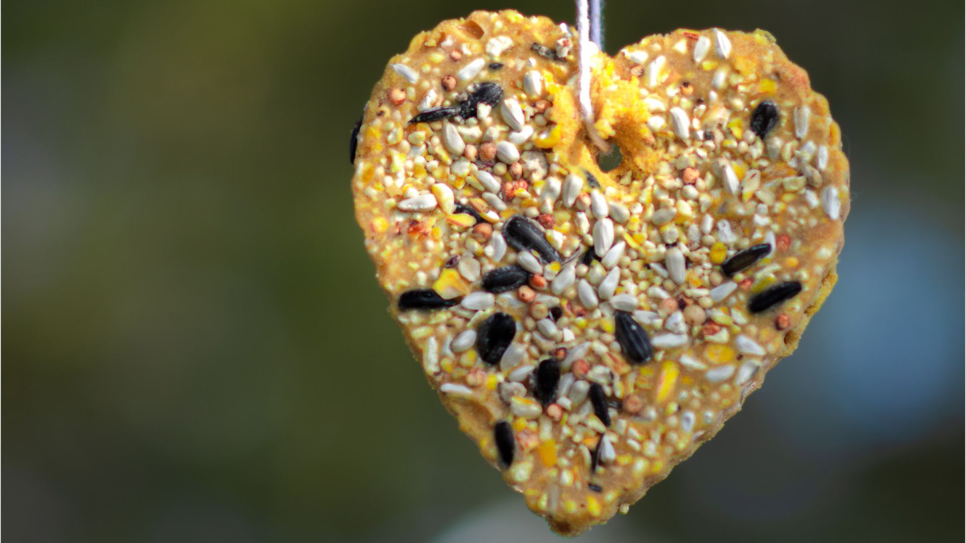 Über diese Leckereien freuen sich Ihre Gartenvögel