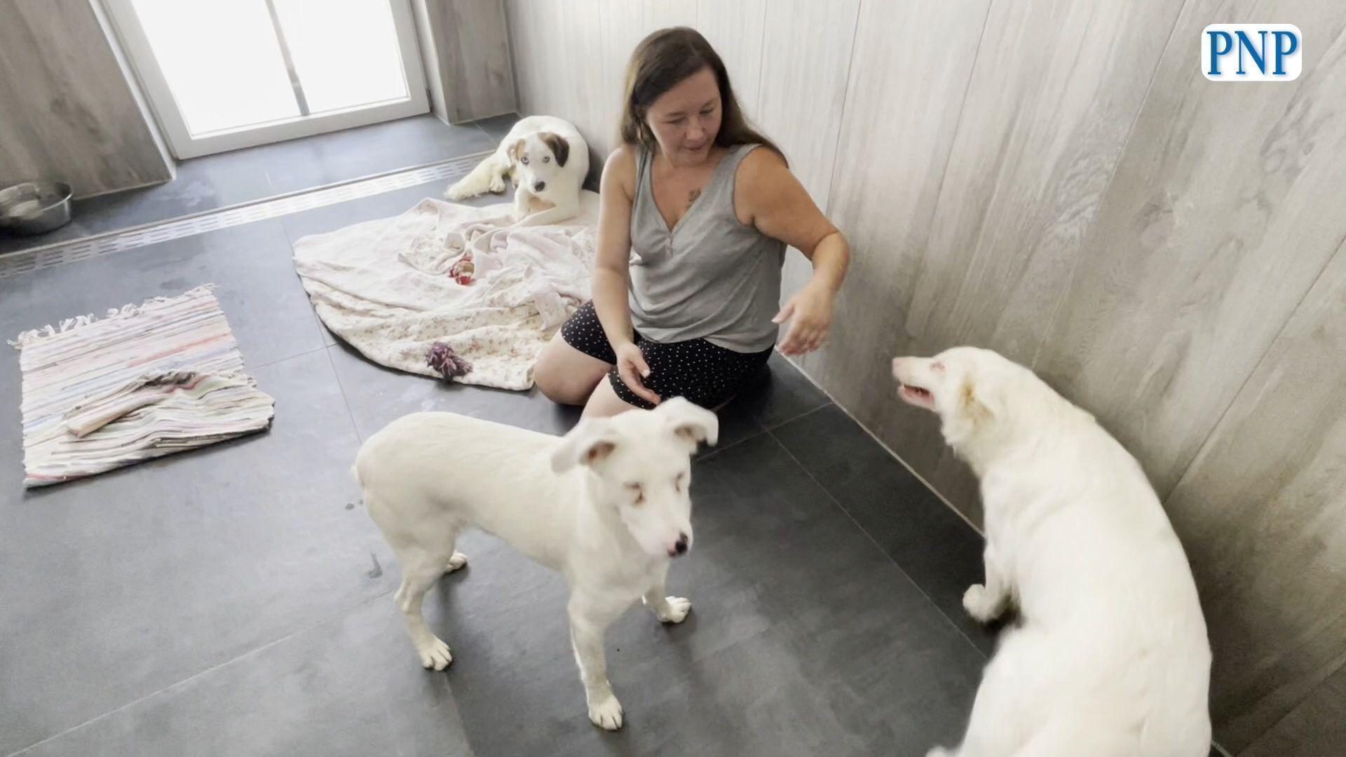 Sechs aufgepeppelte Hündinnen suchen viel Liebe