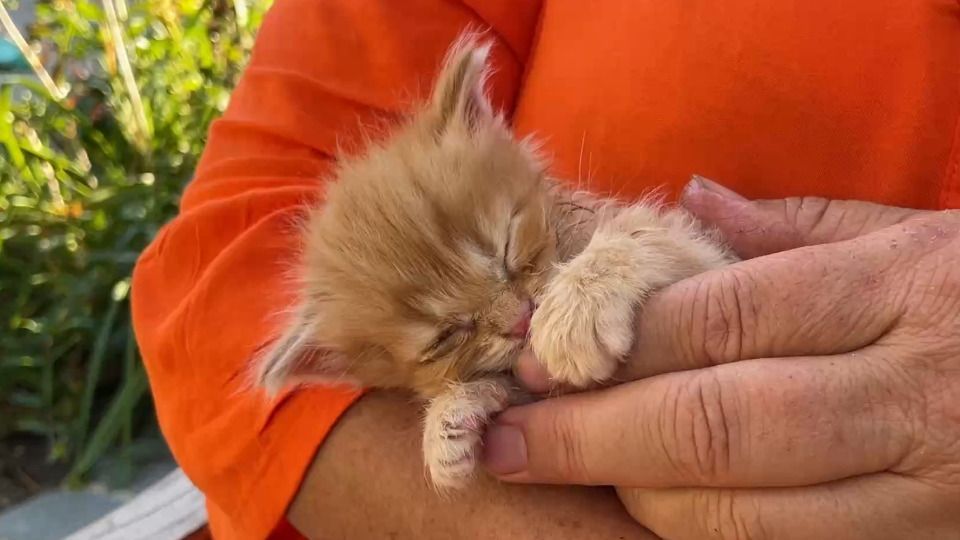 Video: Ludwig und seine Katzenbabys