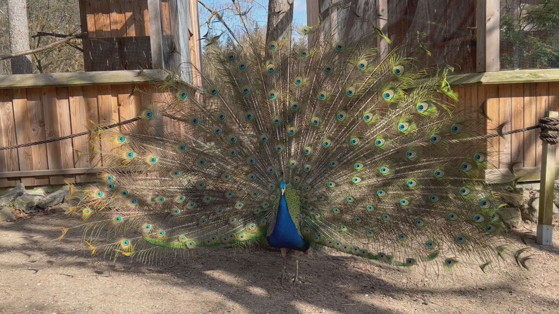 Video: Frühlingsgefühle im Vogelpark Abensberg: Nachwuchs, Balz und bunte Federn