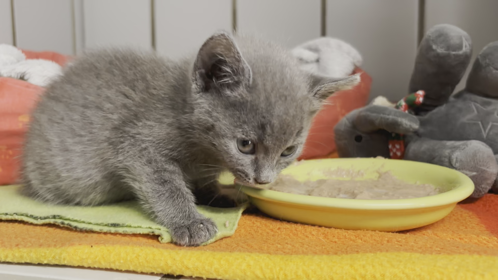 Video: Tierheim Neumarkt sucht Pflegestellen für Katzenbabys