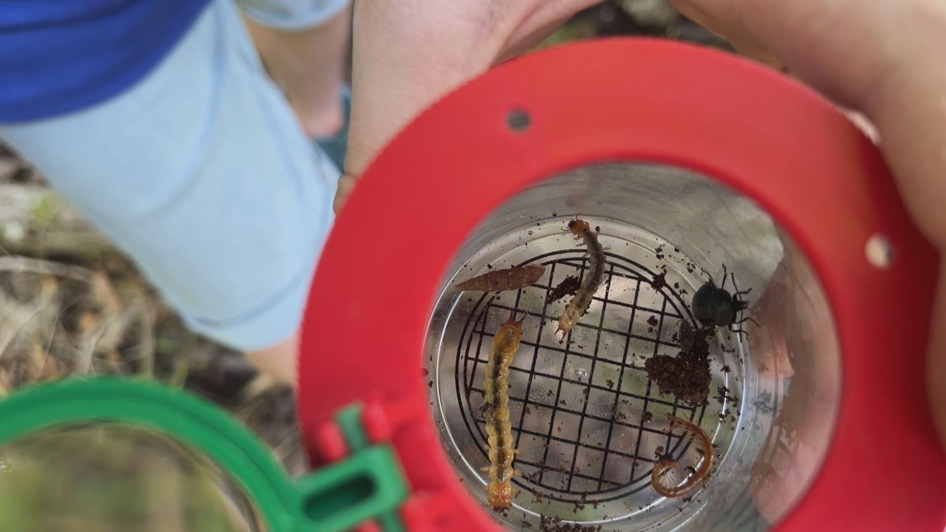 Video: Mit der Schulklasse im Wald