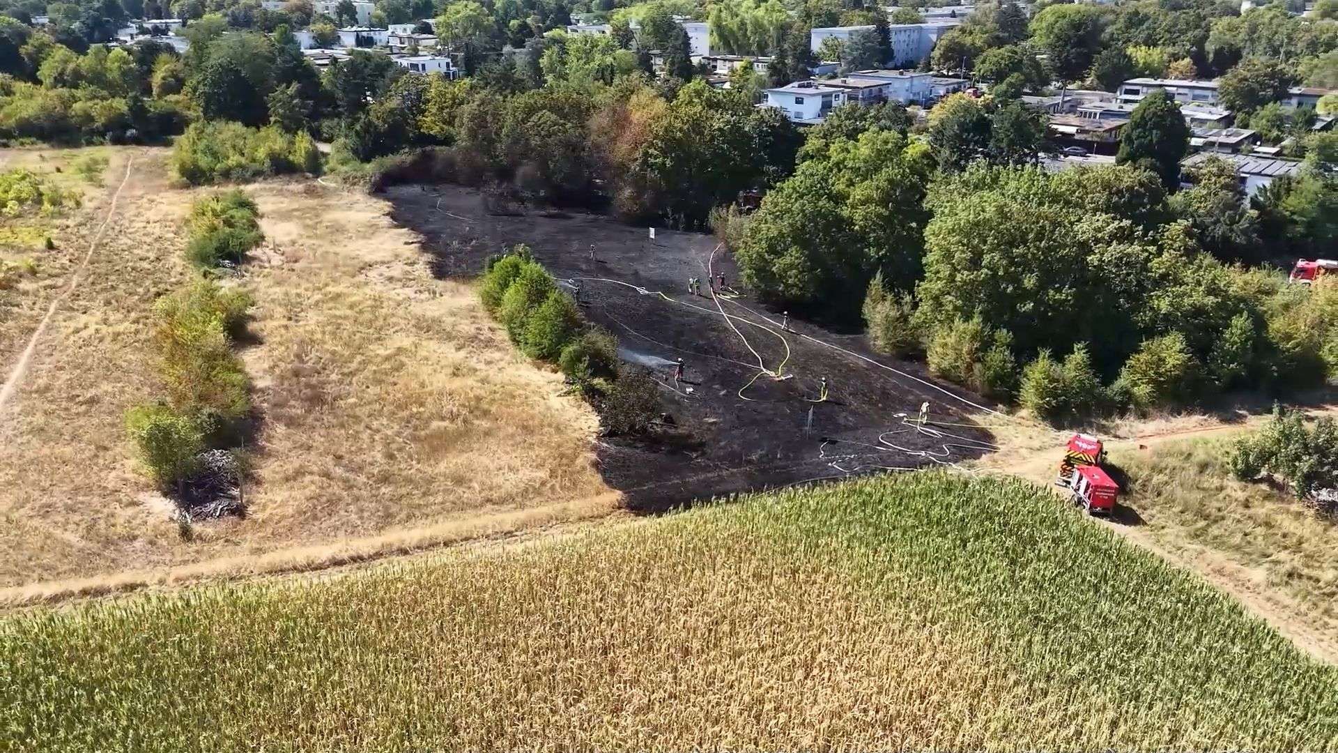 Video: Rund 4.500 Quadratmeter brennen bei Flächenbrand in Mannheim-Vogelstang